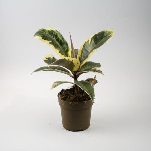 Ficus elastica Tineke