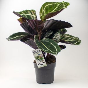 RESCUE ME - Calathea rosea-picta (dark)