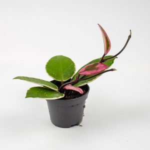 Hoya carnosa Flamingo Dream Ø6cm H6cm