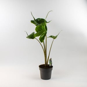 Alocasia macrorrhiza Stingray Ø14cm H45cm