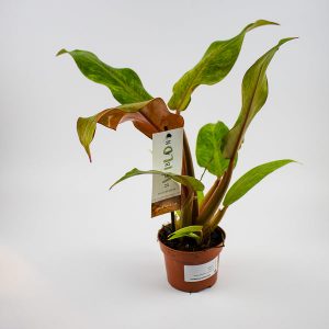 Philodendron Orange Marmalade Ø10.5cm H25cm