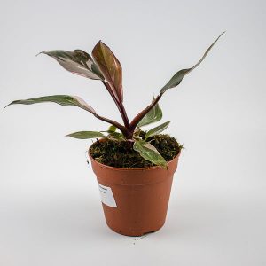 Philodendron Burgundy Princess Ø12cm H40cm