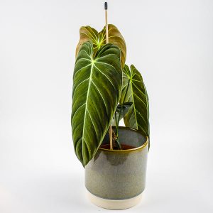 Rescue Me - Leaf Blemishes - Philodendron melanochrysum 12cm H45cm