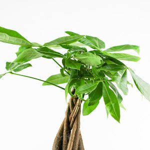 Money Tree - Pachira aquatica