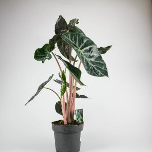 RESCUE ME - Alocasia Pink Dragon Ø17cm H65cm