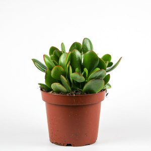 Jade Plant - Crassula Ovata