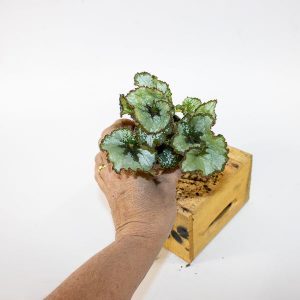 Begonia ESCARGOT 6cm H12cm