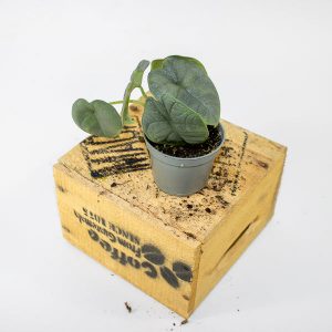 Alocasia melo 6cm H10cm