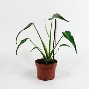 Monstera 'Burle Marx Flame' Ø10.5cm H15cm