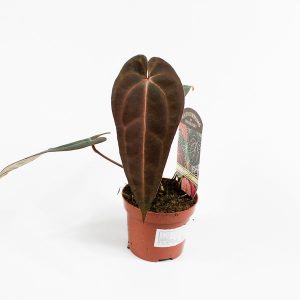 Anthurium DocBlock Dark & Handsome '9' x Red Velvet Cake '24' Ø7cm H20cm