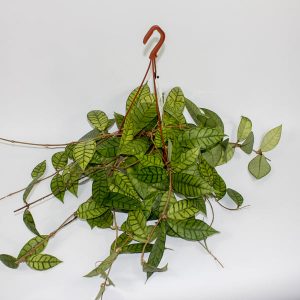 Hoya callistophylla Ø14cm H30cm