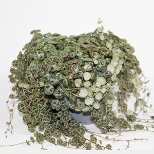 String of Turtles - Peperomia Prostata Ø11cm H13cm