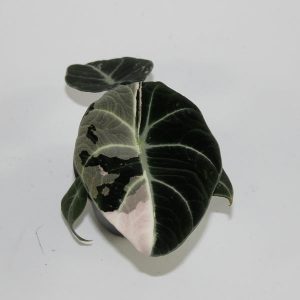 Alocasia 'Black Velvet Pink Variegata' Ø6cm H10cm