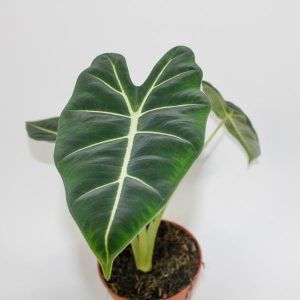 Alocasia micholitziana 'Frydek' Ø12cm H40cm