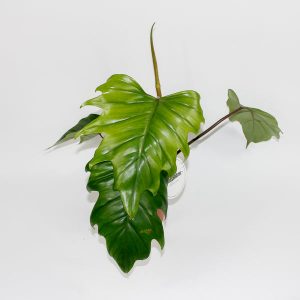Philodendron mayoi Ø15cm H45cm