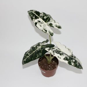 Alocasia micholitziana 'Frydek Variegata' Ø12cm H10cm