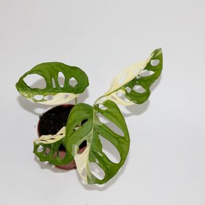 Monstera adansonii 'Variegata' Ø10.5cm H25cm