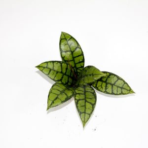 Hoya callistophylla 'Black Cat' Ø6cm H15cm
