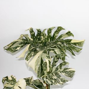 Monstera 'Creme Brule' Ø12cm H30cm