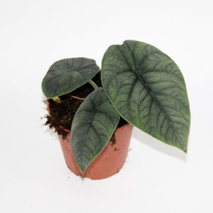 Alocasia 'Melo' Ø12cm H30cm