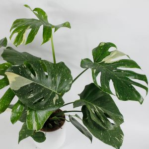 Monstera 'Thai Constellation' Ø15cm H60cm