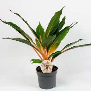Chlorophytum orchidastrum Green Orange Ø12cm H40cm