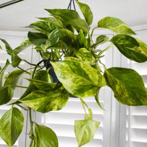 Epipremnum pinnatum Marble Queen - Marble Queen Pothos