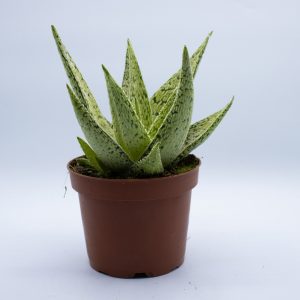Aloe Desert Diamond