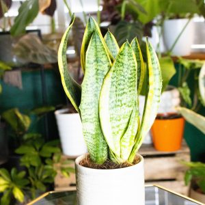 Sansevieria trifasciata Superba