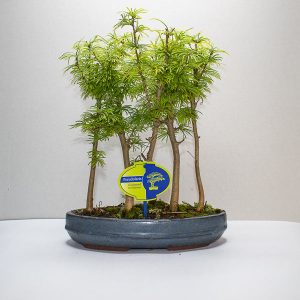 Bonsai Pseudolarix amabilis