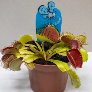 Dionaea Musciplula Venus Fly Trap