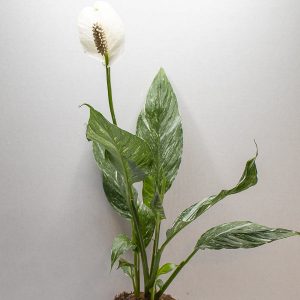 Spathiphyllum Jet Diamond