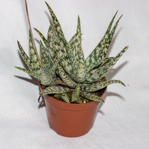 Aloe 'Snowflake' Ø8.5cm H15cm