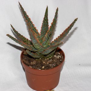 Aloe 'Dannyz'