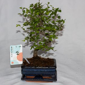 Bonsai Zelkova 15Ø 28cm