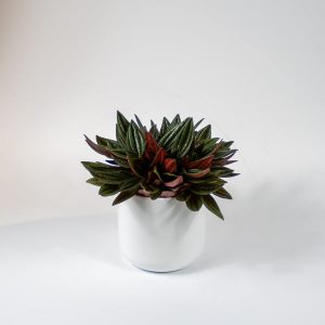 Peperomia caperata Rosso Ø12cm H20cm