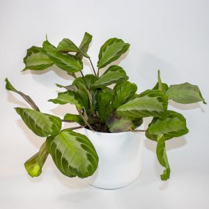Maranta Silver Band Ø12cm H30cm