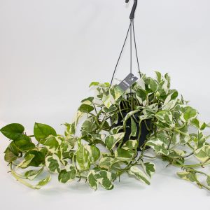 Epipremnum aureum Njoy Ø17cm H25cm