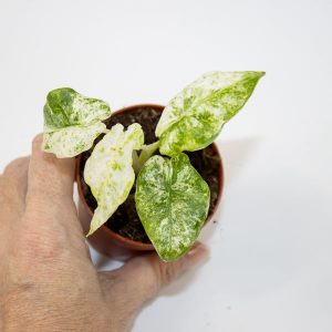 Alocasia odora Batik Variegata Ø7cm H10cm