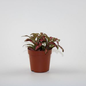 Fittonia Red
