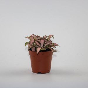 Fittonia Pink