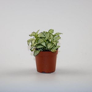 Fittonia Green White