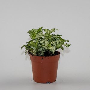 Fittonia White Green Ruffled