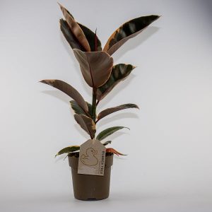 Ficus elastica Belize