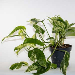 Epipremnum pinnatum Marble King - Marble King Pothos