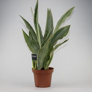 Sansevieria Aubrytiana Sayuri