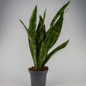 Sansevieria Aubrytiana Dragon