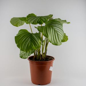 Calathea Orbifolia 21 Ø Pot Aprox. 55cm Tall