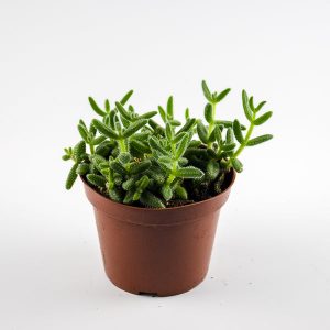 Pickle Plant - Delosperma Echinatum 12 Ø Pot Aprox. 15cm Tall