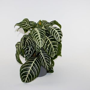 Zebra Plant - Aphelandra squarrosa Dania 13 Ø Pot Aprox. 35cm Tall